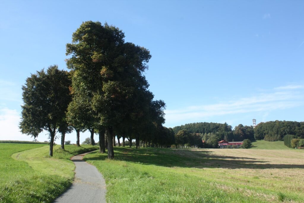 a tree in the background - File:Heldenallee Beginn 7106.JPG