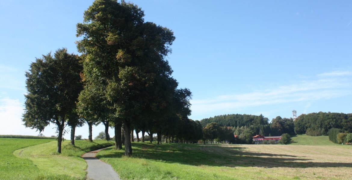 a tree in the background - File:Heldenallee Beginn 7106.JPG
